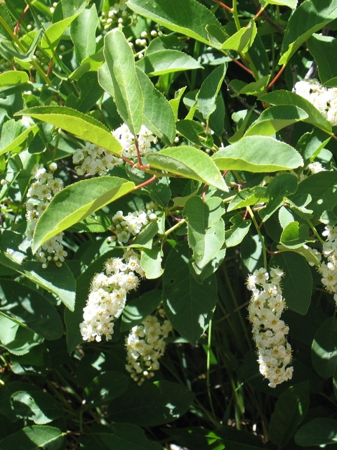 Prunus virginiana 